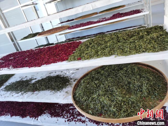 圖為王玲玲收購(gòu)的各種山茶?！⊥貘Q遠(yuǎn) 攝