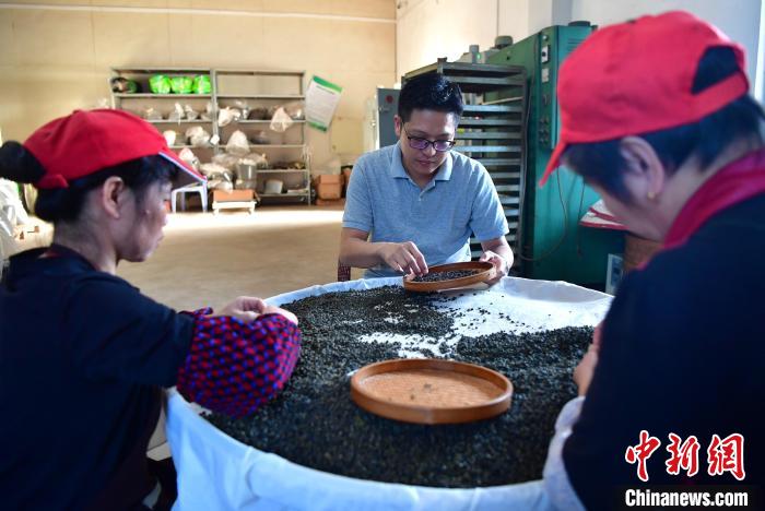 圖為張?jiān)涝谏a(chǎn)車間內(nèi)與工人一起查看茶葉品質(zhì)?！埍?攝