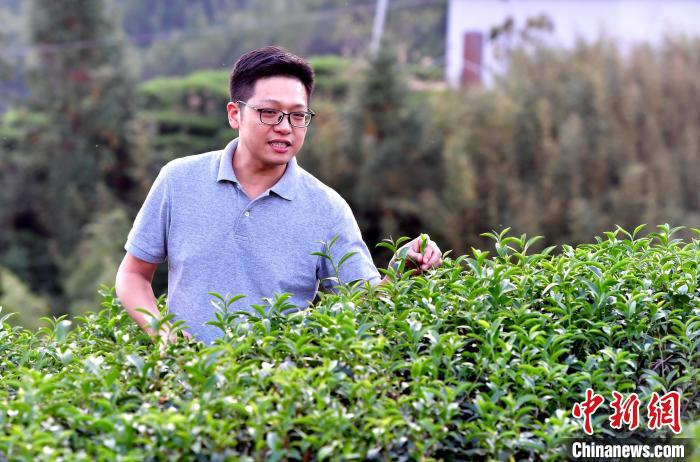 “臺二代”張?jiān)栏＝ㄉ钌椒N茶十年：“來了，就對了”